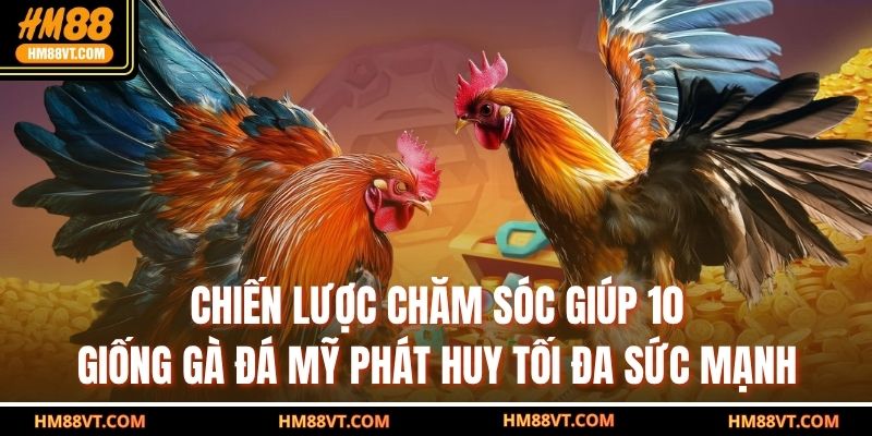 Chiến lược chăm sóc giúp 10 giống gà đá Mỹ phát huy tối đa sức mạnh